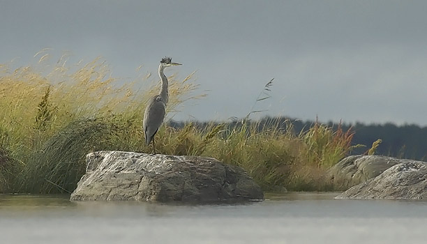 Harmaahaikara, Grey Heron, Ardea cinerea